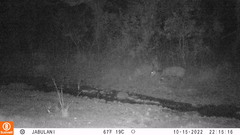 Tragelaphus sylvaticus sylvaticus