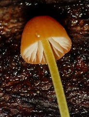 Mycena acicula