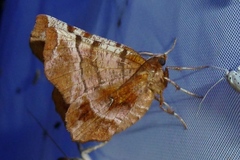 Selenia dentaria