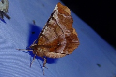 Selenia dentaria