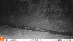 Tragelaphus sylvaticus sylvaticus