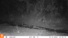 Tragelaphus sylvaticus sylvaticus