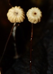 Marasmius bulliardii
