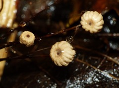 Marasmius bulliardii