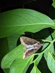 Ercheia