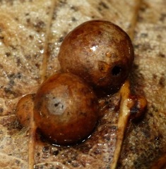 Pediaspis aceris