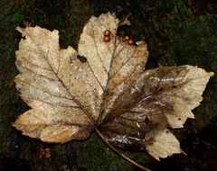 Pediaspis aceris
