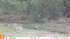 Oreotragus oreotragus