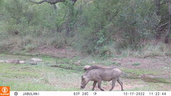 Phacochoerus africanus