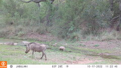 Phacochoerus africanus