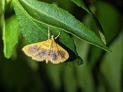 Mabra