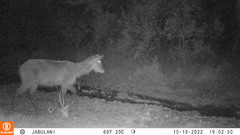 Kobus ellipsiprymnus