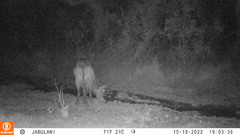 Kobus ellipsiprymnus