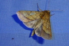 Pyrrhia umbra
