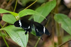 Papilionidae
