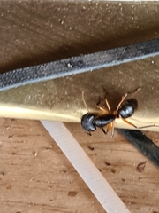 Camponotus renggeri