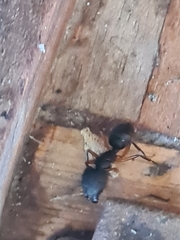 Camponotus renggeri