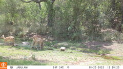 Aepyceros melampus melampus