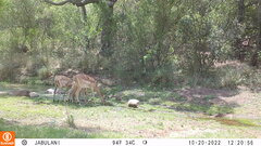 Aepyceros melampus melampus