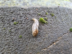 Limacus