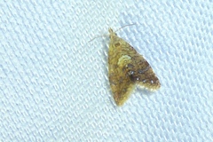 Pseudargyrotoza conwagana