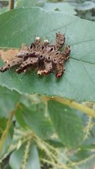 Phobetron hipparchia