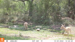 Aepyceros melampus melampus