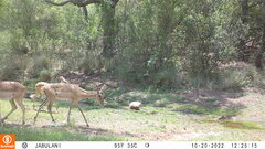 Aepyceros melampus melampus