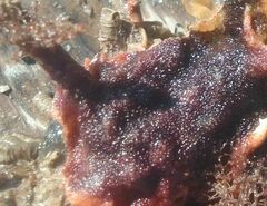 Schizoporella errata