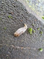 Limacus