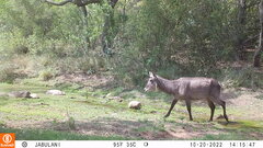 Kobus ellipsiprymnus