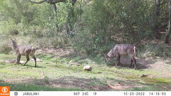 Kobus ellipsiprymnus