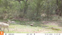 Oreotragus oreotragus