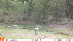 Oreotragus oreotragus