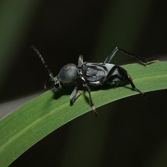 Plagionotulus westringii