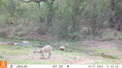 Oreotragus oreotragus