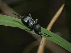 Plagionotulus westringii