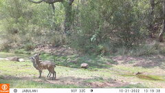 Oreotragus oreotragus