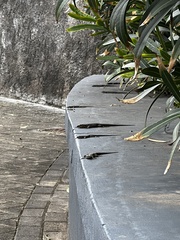 Teira dugesii dugesii