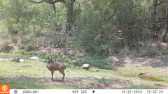 Oreotragus oreotragus