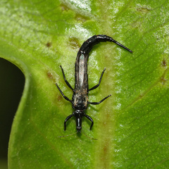 Phlaeothripidae