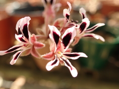 Pelargonium pilosellifolium