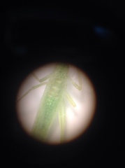 Oecanthus exclamationis