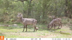 Kobus ellipsiprymnus