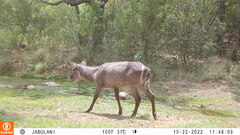 Kobus ellipsiprymnus