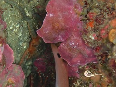 Lithophyllum stictaeforme