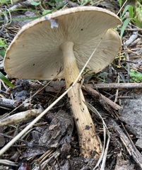 Echinoderma