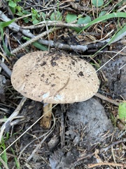 Echinoderma