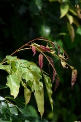 Pterocarpus marsupium