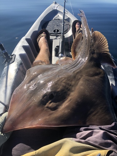 Big skate (Beringraja binoculata) — Rajidae — 2